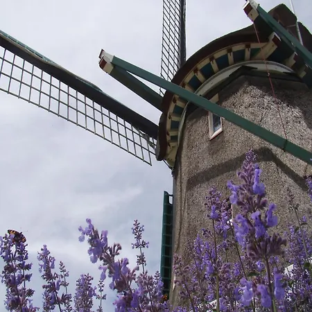 Spacious In The Beemster Near A Windmill
