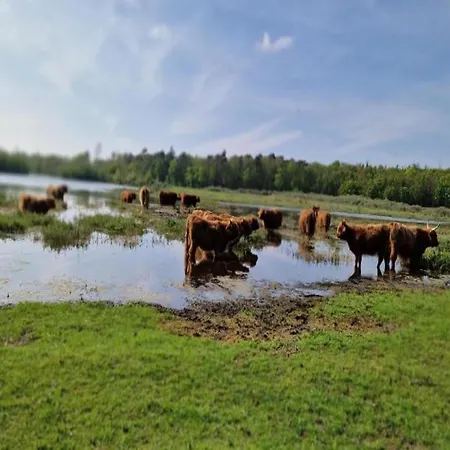 Spacious In The Beemster Near A Windmill