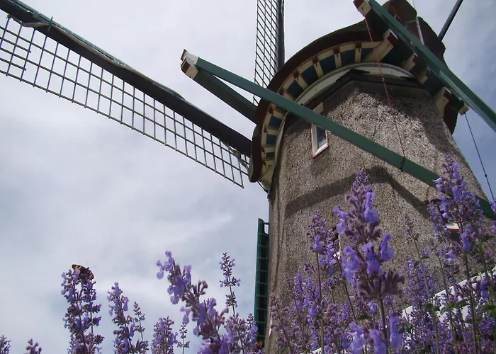 Spacious In The Beemster Near A Windmill * Middenbeemster