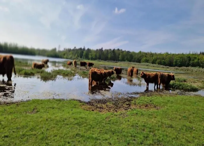 Spacious In The Beemster Near A Windmill